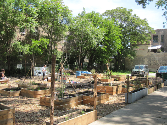 community garden in Kingston, urban garden in Kingston, food grown in Kingston
